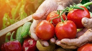 farmers hands holding tomatoes, fresh produce