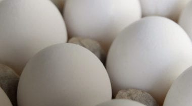 esbenshade white eggs