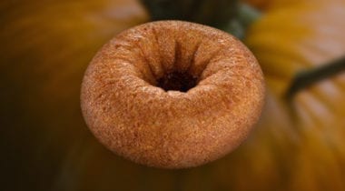 pumpkin donut