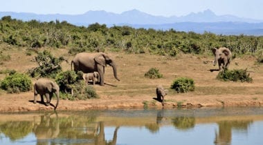 elephants by water in Africa