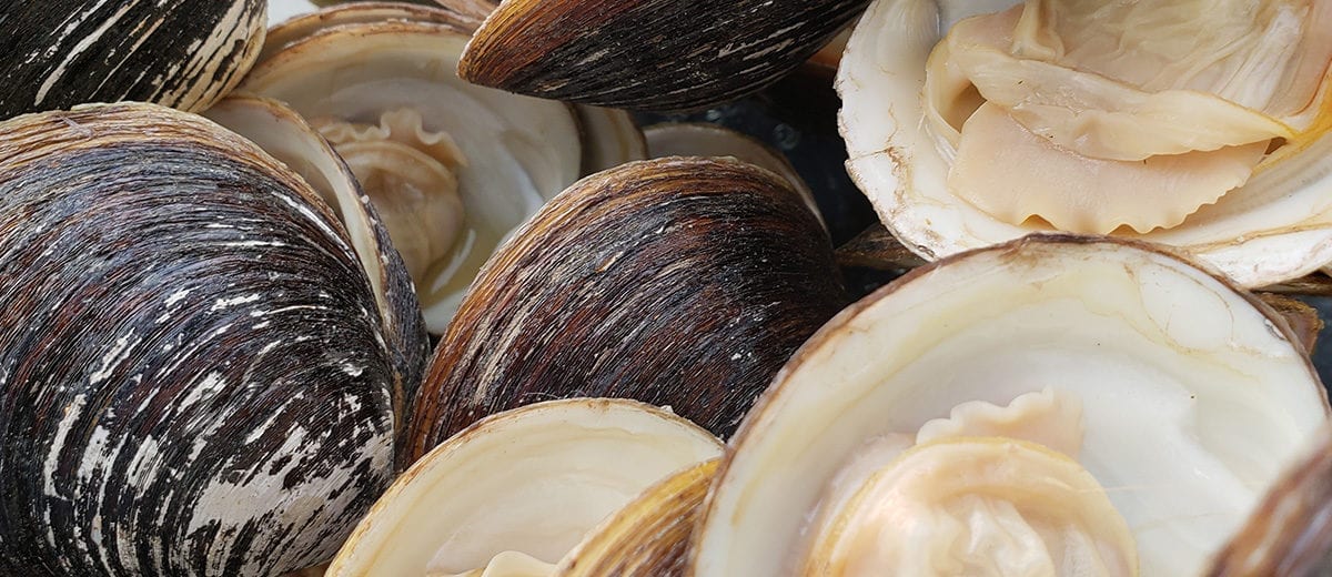 ocean made clams