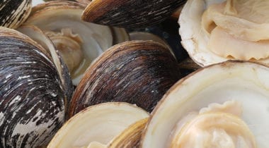ocean made clams