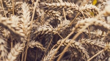 wheat grain, field