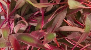 bulls blood micro greens