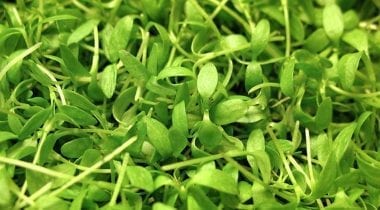 cilantro micro greens