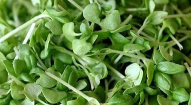 micro basil