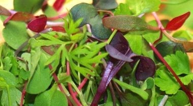 mixed micro salad greens