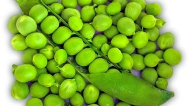 shelled peas and shell
