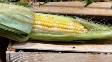 sweet corn, corn cob with partial husk