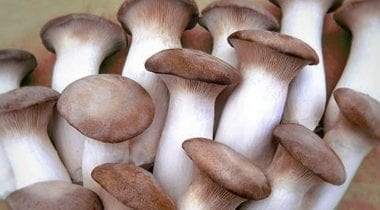 king oyster mushrooms