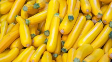 yellow summer squash