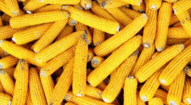 seasoned corn on the cob stacked