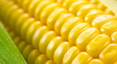 fresh corn kernels close up