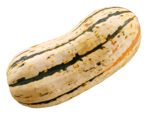 one delicata squash