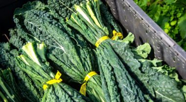 freshly picked kale