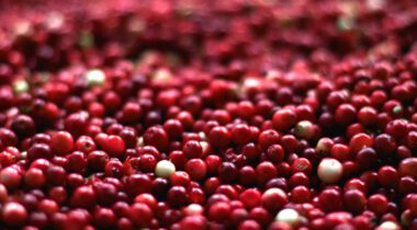layer of cranberries