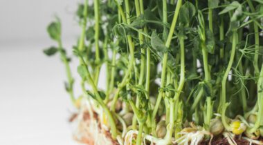 green micro pea tendrils shoots on white table