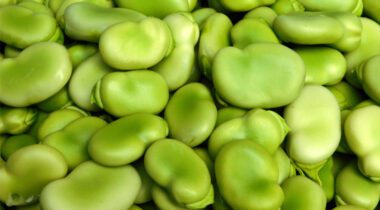 close up of fava beans
