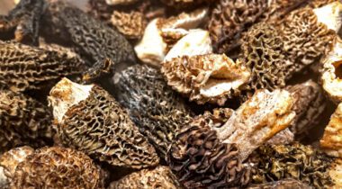 morel mushroom luxury food fresh ripe fruit counter in the market shop