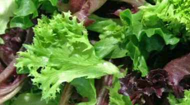 close up of lettuce salad