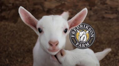 white baby goat with a logo
