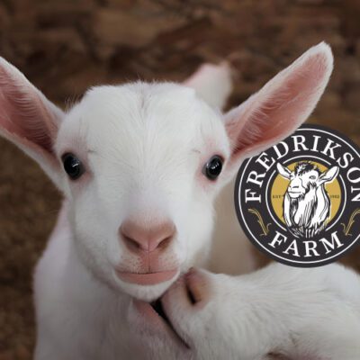 white baby goat with a logo