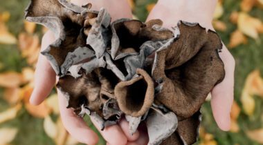 Hands with black mushrooms
