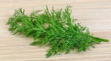 Green fresh dill on wooden background