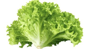 a crown of leaf lettuce