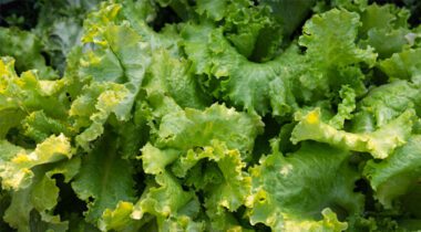 Close up of Lettuce Leaves