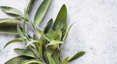 Sage leaves on gray table
